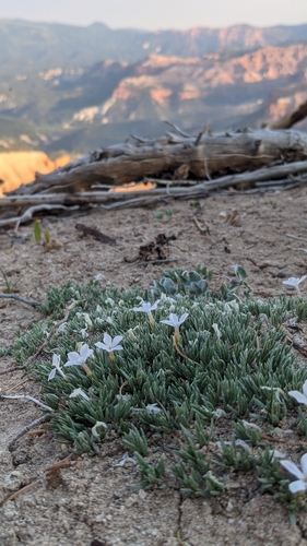 Phlox griseola, photograph 5