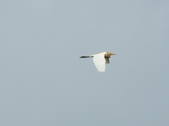 Bubulcus ibis