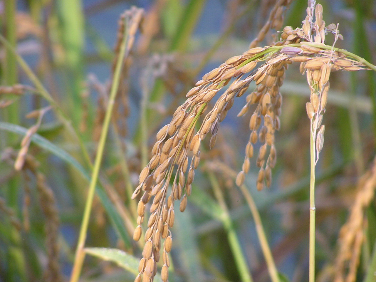 (c) berl, certains droits réservés (CC BY-NC) https://www.inaturalist.org/observations/86476322