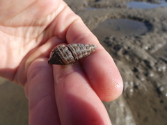 Pyrazus ebeninus