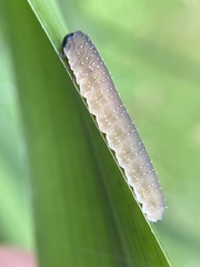 Rhadinoceraea micans