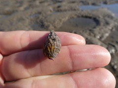 Pyrazus ebeninus