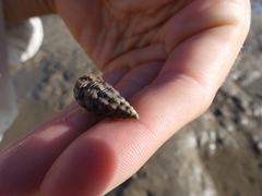 Pyrazus ebeninus
