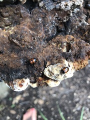 Diaperis nigronotata