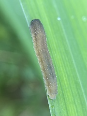 Rhadinoceraea micans