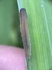 Rhadinoceraea micans