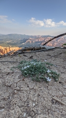 Phlox griseola, photograph (c) Darrin Gobble, some rights reserved (CC BY)