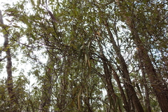 Amyema pendula pendula