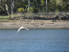 Egretta garzetta nigripes