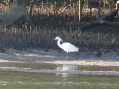 Egretta garzetta nigripes