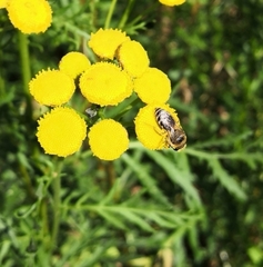 Colletes daviesanus