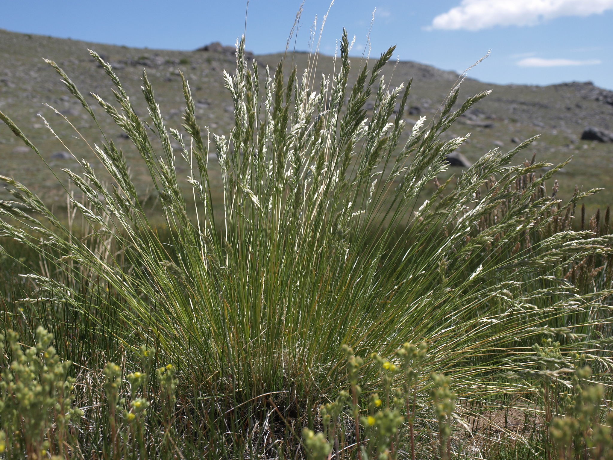 Poa cusickii ssp. pallida