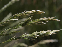 Poa cusickii pallida