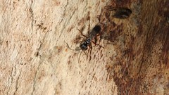 Agenioideus cinctellus