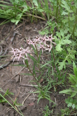 Asclepias gibba