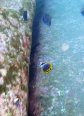 Chaetodon flavirostris