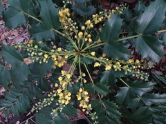 Berberis bealei