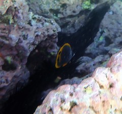 Chaetodon flavirostris
