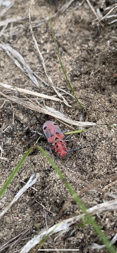 photo of Red-femured Milkweed Borer (Tetraopes femoratus)