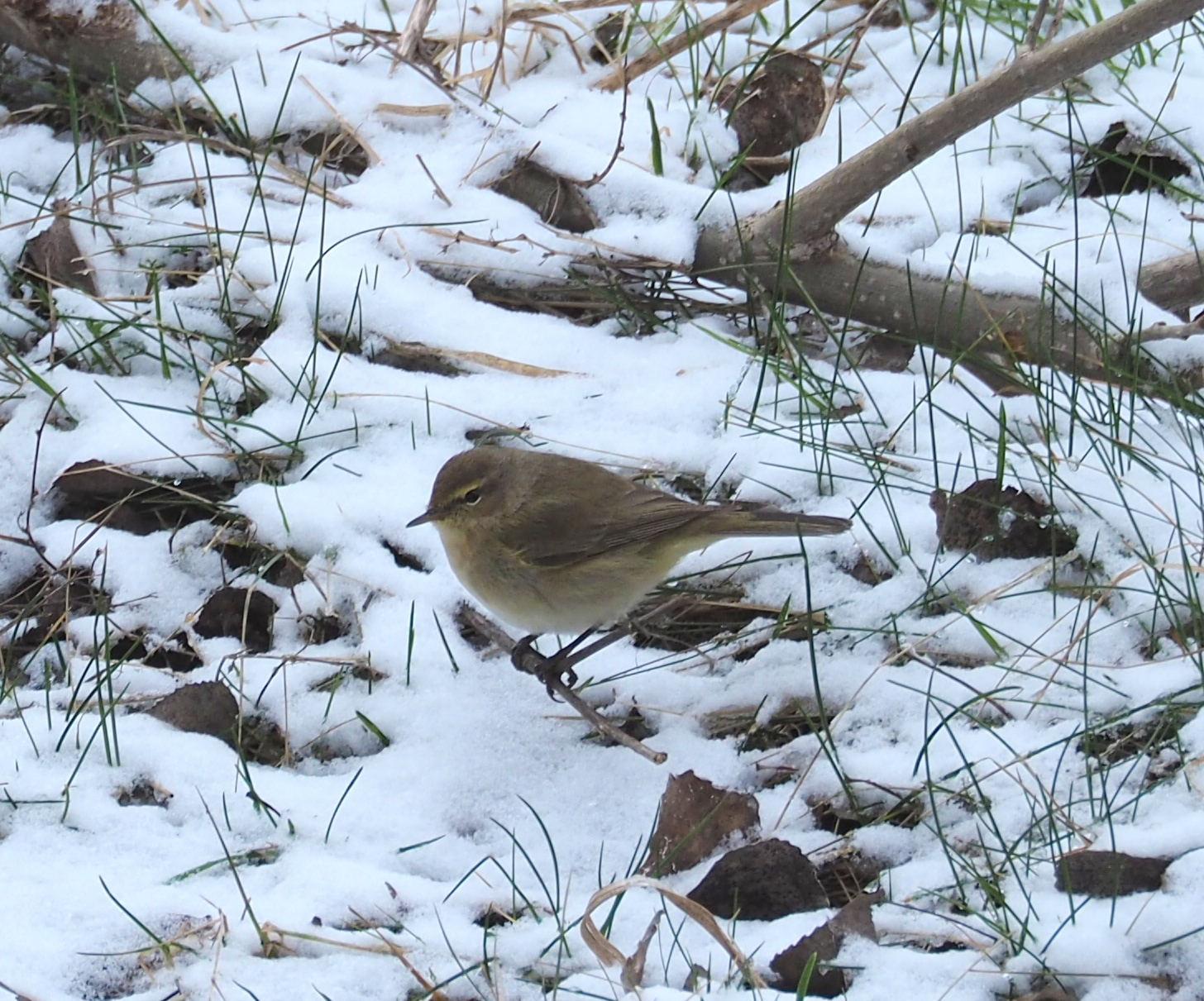 Common Chiffchaff