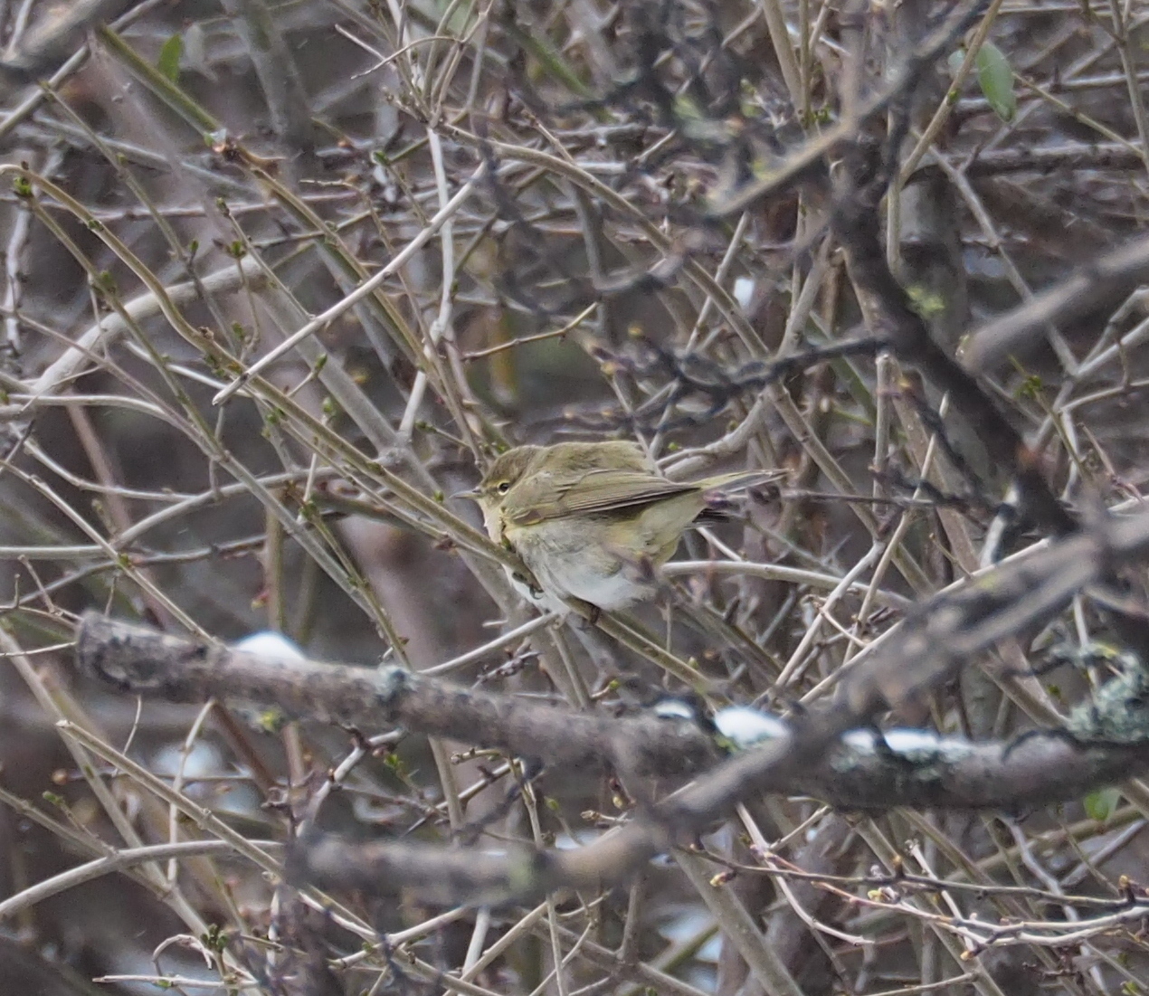 Common Chiffchaff