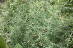 Asparagus flagellaris