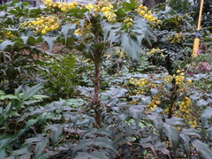 Berberis bealei