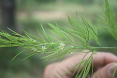 Asparagus schroederi