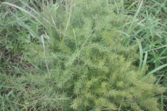 Asparagus schroederi