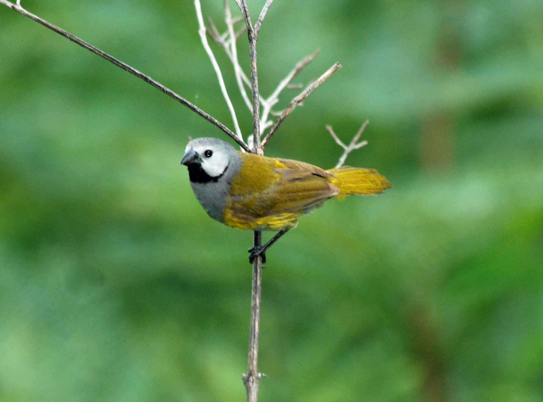 Grey-headed Oliveback illustration