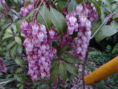 Pieris japonica