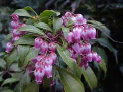 Pieris japonica