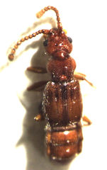 Pseudoexeirarthra colorata