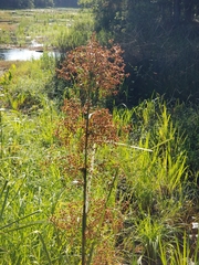 Cladium mariscus jamaicense