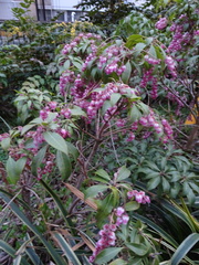 Pieris japonica