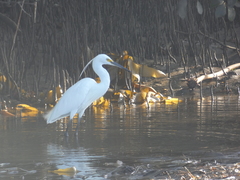 Egretta garzetta nigripes