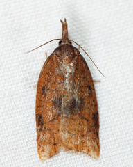 Sparganothis xanthoides