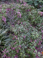 Pieris japonica