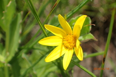 Osteospermum grandidentatum