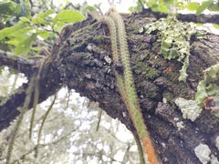 Aporocactus flagelliformis