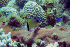 Pycnochromis retrofasciatus