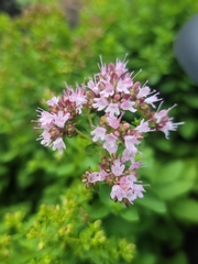 Origanum majorana