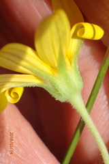 Osteospermum grandidentatum
