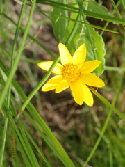Osteospermum grandidentatum