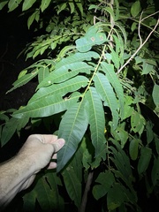 Flindersia schottiana