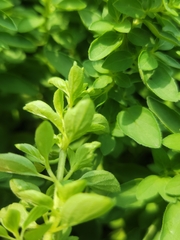 Origanum majorana