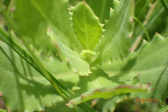 Osteospermum grandidentatum