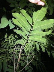 Flindersia schottiana