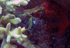 Pycnochromis retrofasciatus