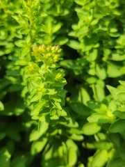 Origanum majorana